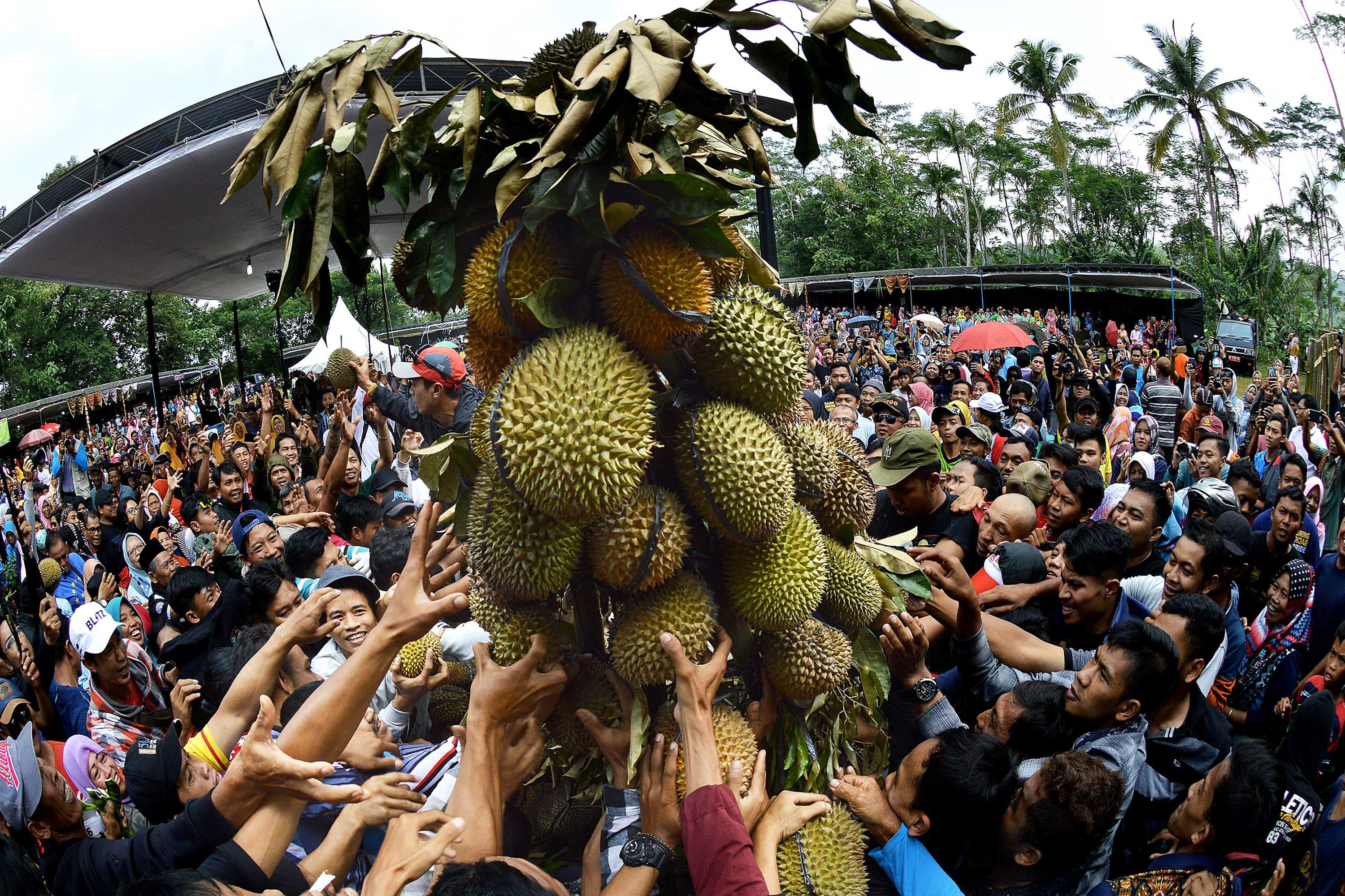 Festival Duren Ngropoh 2024